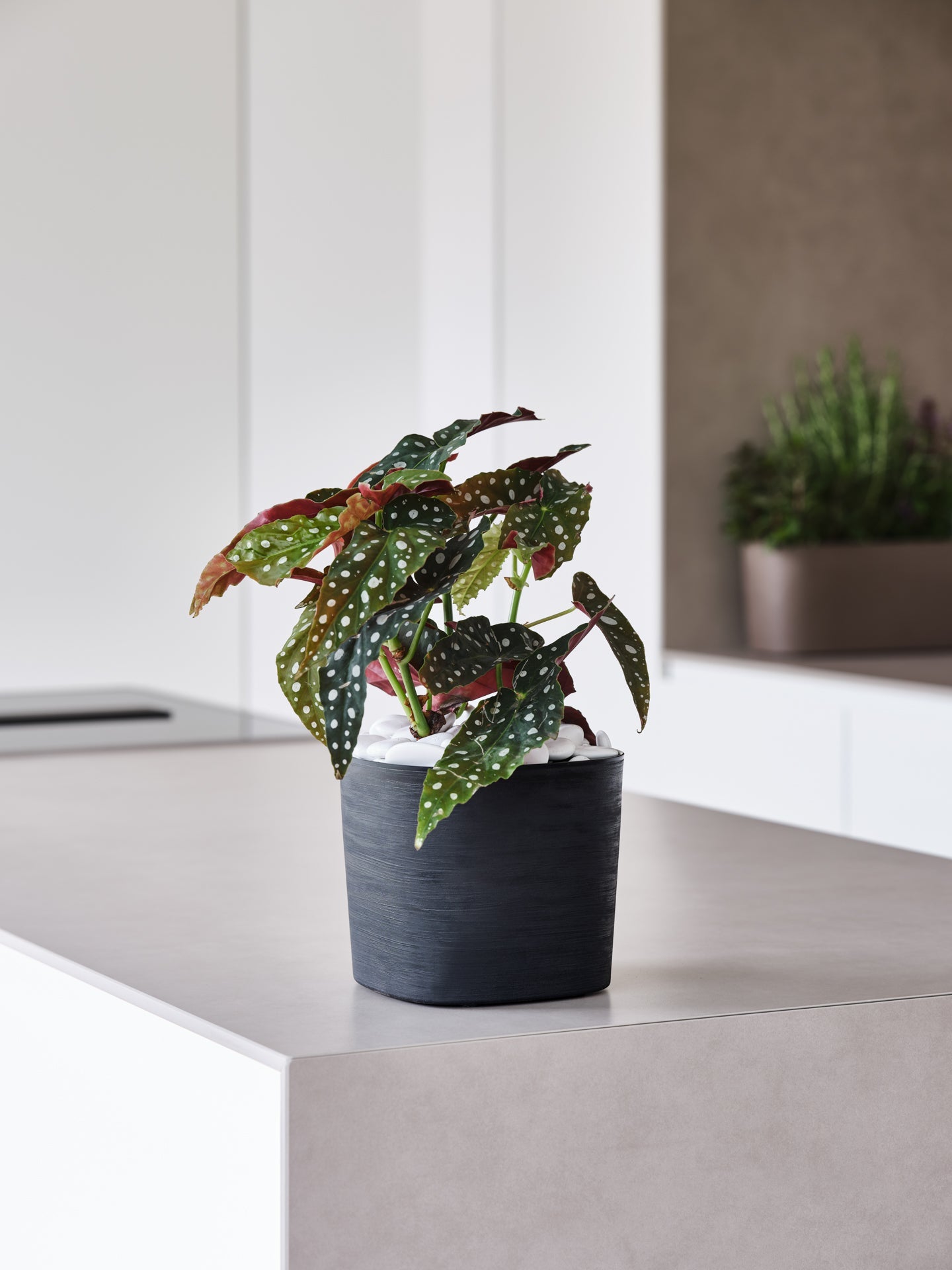 Macetero para Jardin Capri TERA Italia - bCasual -38711038238
